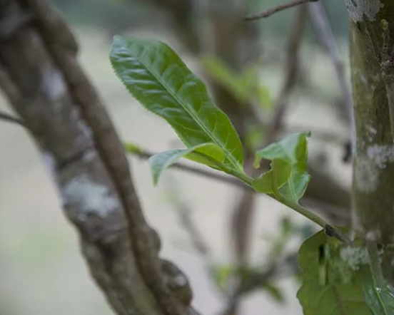 经过一个暖冬，2019年的普洱春茶上市会提前吗？